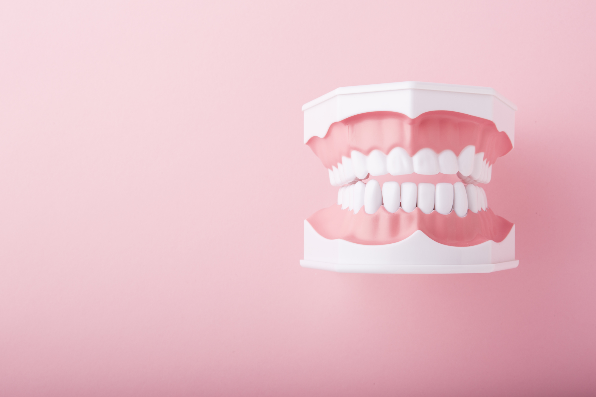 歯の模型の写真