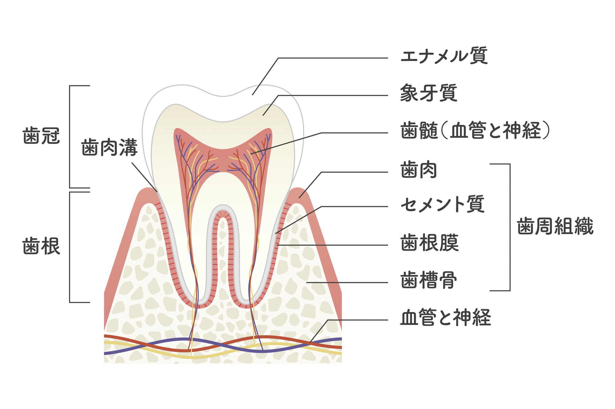 歯の内部のイラスト